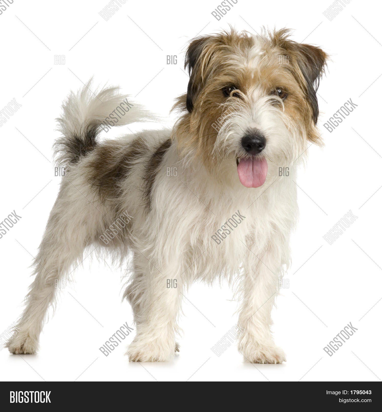jack russell pelo lungo adulto