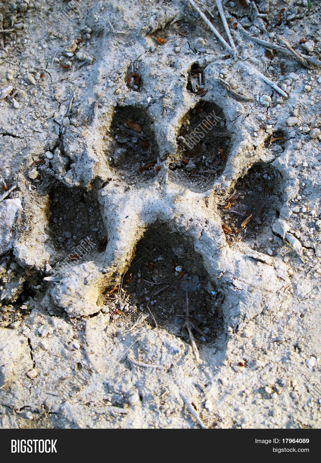 Footprint Wolf Image & Photo (Free Trial) Bigstock