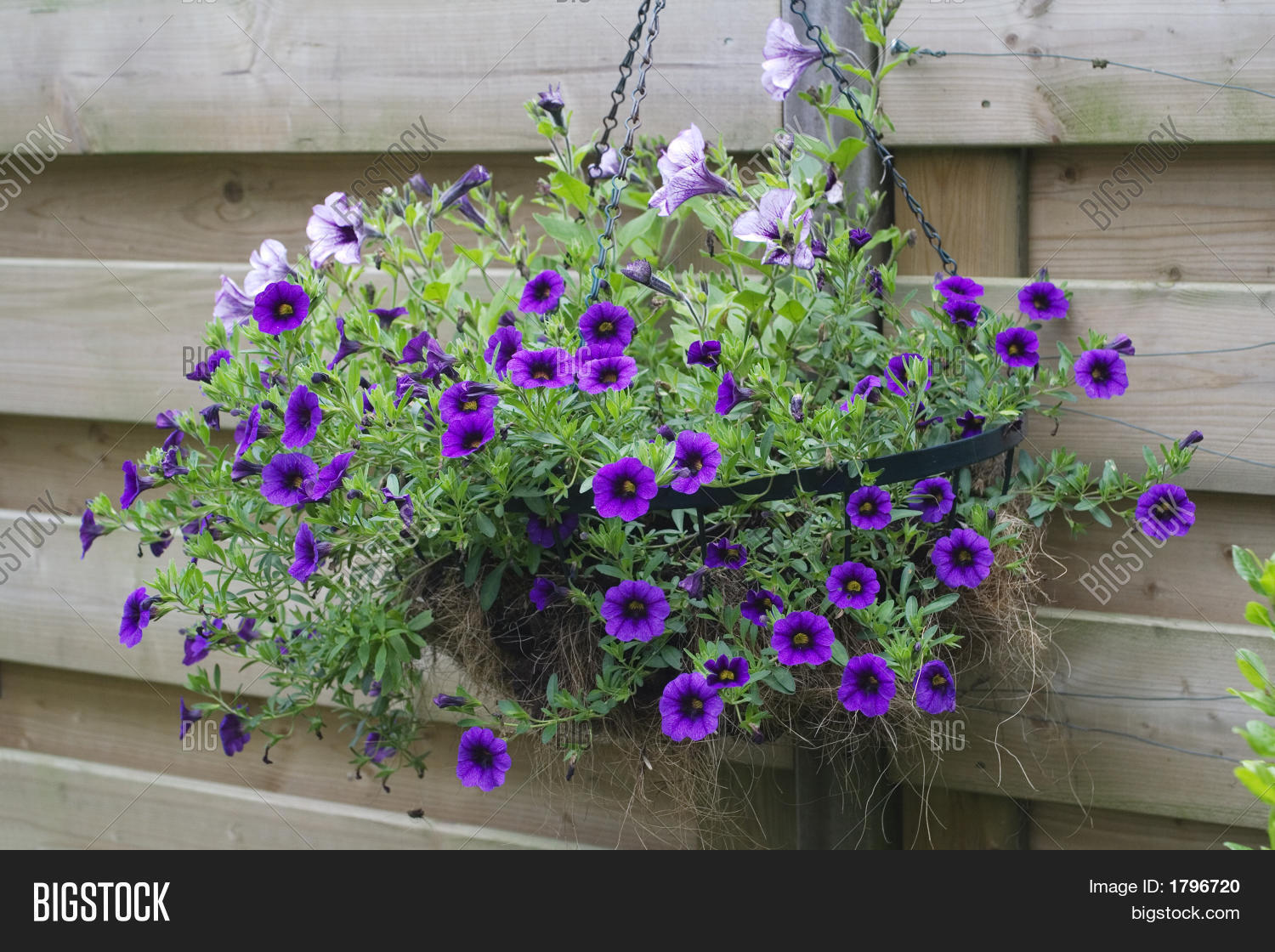 Hanging Basket Purple Image & Photo (Free Trial) | Bigstock