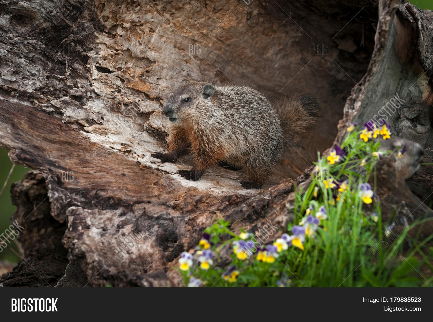 Young Woodchuck ( Image & Photo (Free Trial) Bigstock