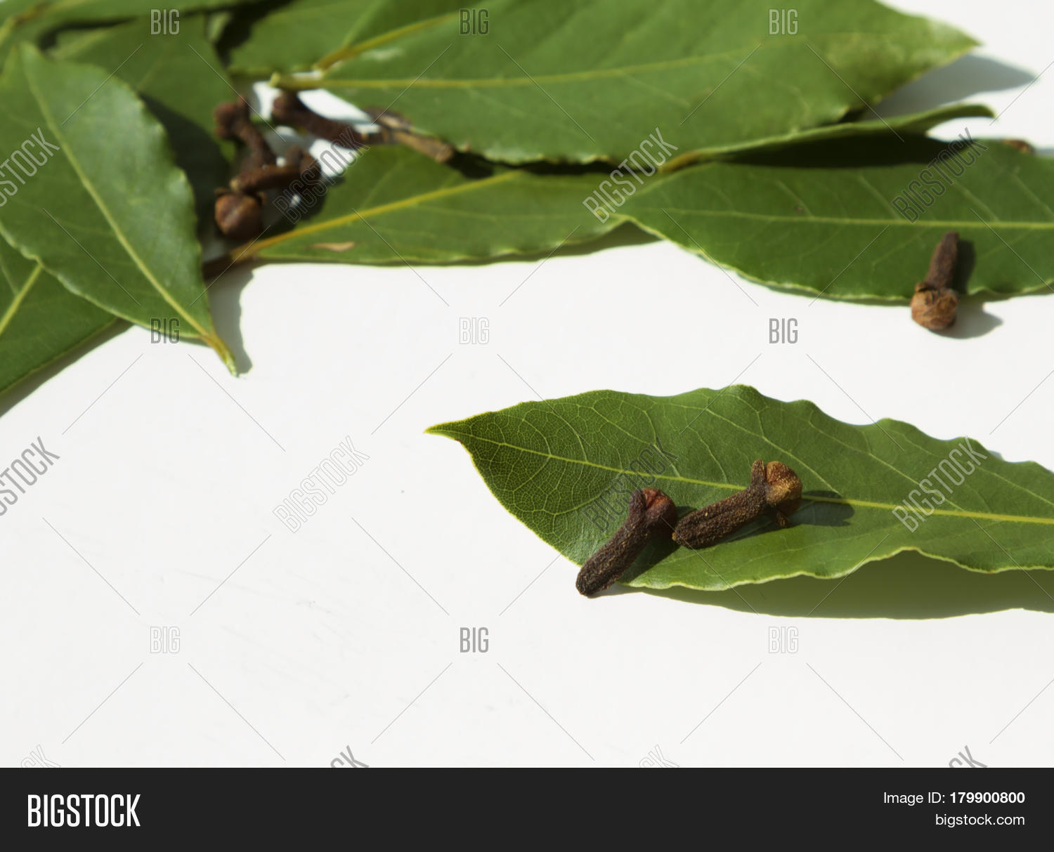 Green Bay Tree Leaves Image & Photo (Free Trial) Bigstock
