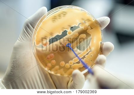 Klebsiella Pneumoniae Colonies Of Pink Bacteria Ferment Lactose Culture On Macconkey Agar In Microbi