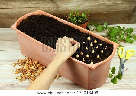 How to grow quickly onion tops at home in spring from dormant onion bulbs