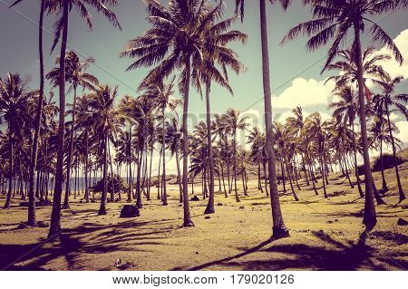Anakena Palm Beach And Moais Statues Site Ahu Nao Nao, Easter Island