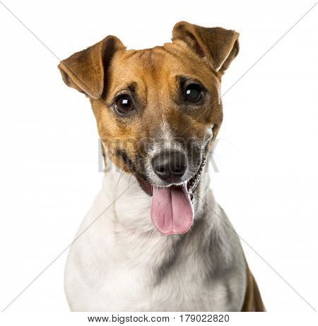 Close-up of a Jack russell terrier panting , isolated on white