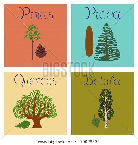 assembly of flat Illustrations nature Pinus Picea Quercus Betula