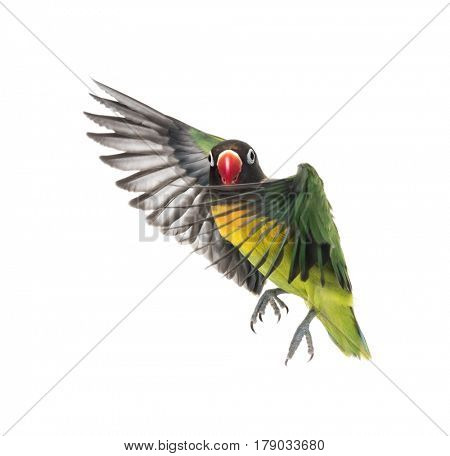 Yellow-collared lovebird flying, isolated on white