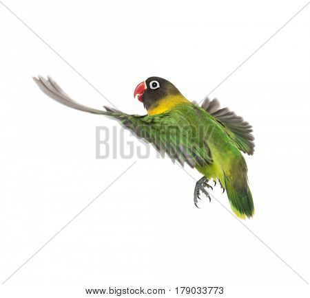 Yellow-collared lovebird flying, isolated on white