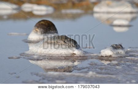 Saltwater lagoon next to the sea and stones with crystallized salt