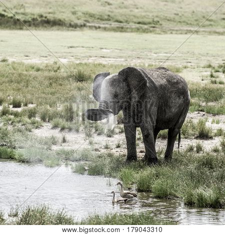 Elephant drinking in Serengeti National Park