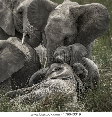 Elephant and calf in Serengeti National Park