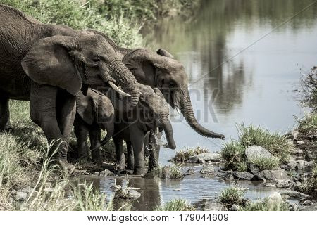 Elephants and calfs drinkink in watercourse in Serengeti National Park
