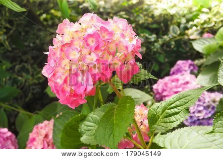 Closeup view of the beautiful pink flowers of Hydrangea macrophylla or Hortensia in the garden.