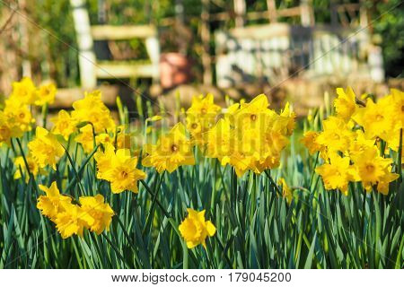 Beautiful flowers of yellow narcissai or daffodils in the garden