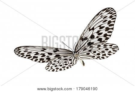 Butterfly Idea hypermnestra, isolated on white