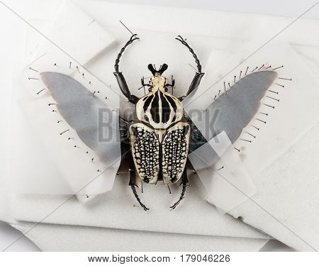 Beetle Goliathus orientalis nailed, isolated on white