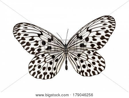 Butterfly Idea hypermnestra, isolated on white