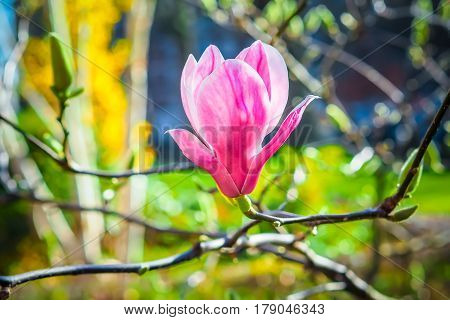 Beautiful pink Magnolia flower on the bright blurred background