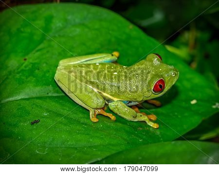 red eyed tree frog (Agalychnis callydrias) on green leaves background