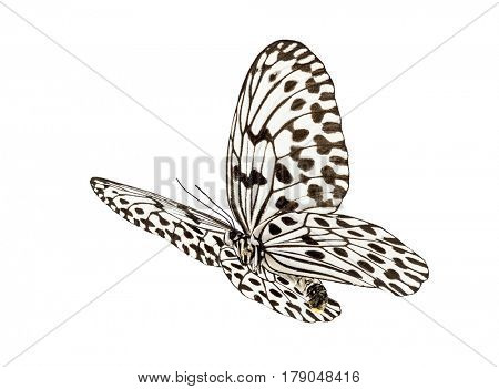 Butterfly Idea hypermnestra, isolated on white
