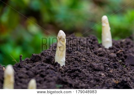 Young and fresh white asparagus - spring growth on cultivated fields organic farm in the Netherlands