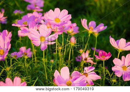 Pinks Cosmos Flowers garden nature closeup green leaf
