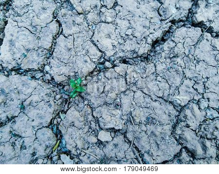 young plants weed on dryness soil on ground forest nature