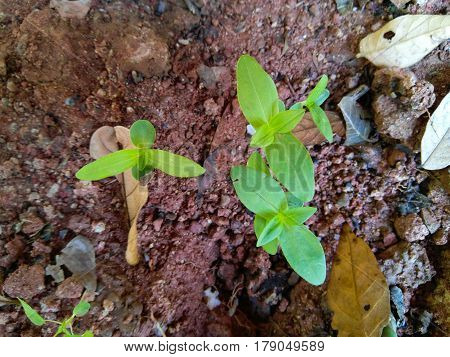 young plants , young trees grow from seed