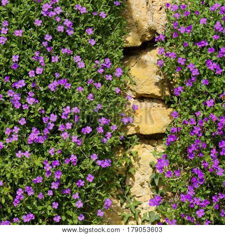 Lobelia Erinus Small Purple Magenta Flowers