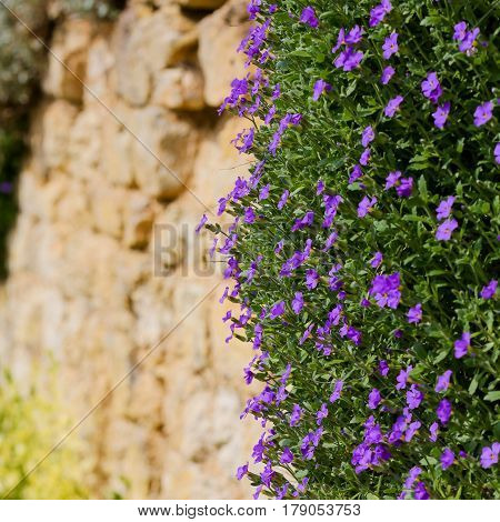 Lobelia Erinus Small Purple Magenta Flowers