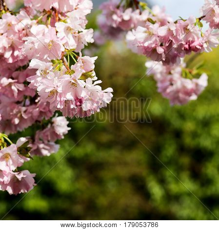 Spring Pink Flowers, Prunus Kanzan Kwanzan Cherry Blossom