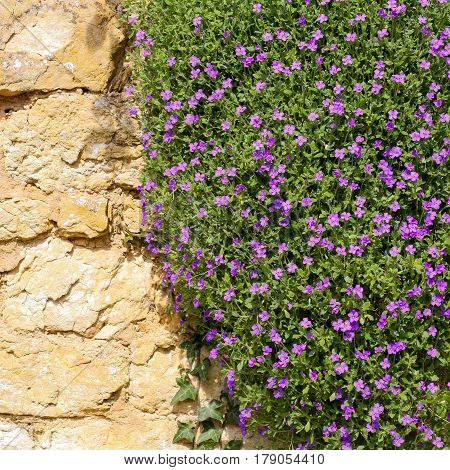 Lobelia Erinus Small Purple Magenta Flowers