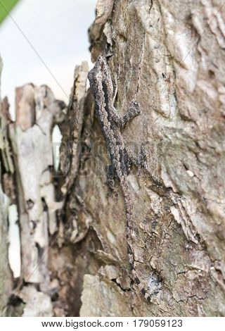 Close up of little brown gecko on the brown tree