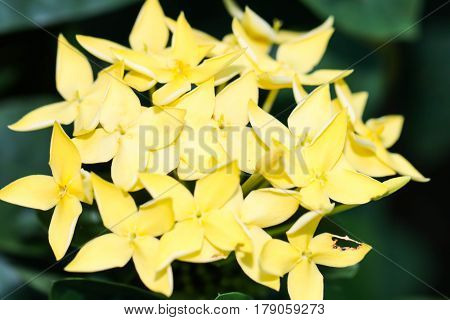 Macro of Yellow Ixora or Rubiaceae flowers in the garden