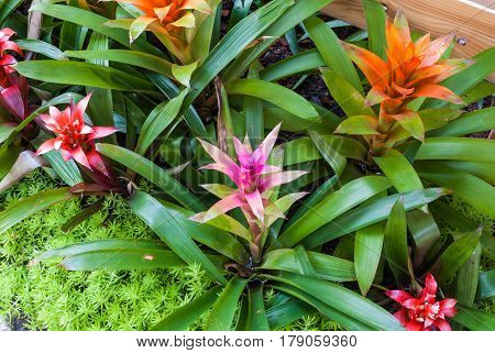 Closeup To Colorful Bromeliad/ Livingvase/ Urn Plant/ Aechmea Fasciata/ Bromeliaceae
