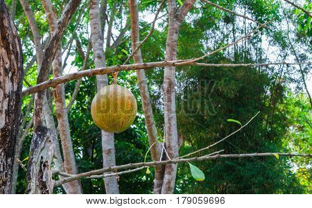 Closeup to Produce of Wild Calabash Tree/ Crescentia Cujete L./ BIGNONIACEAE