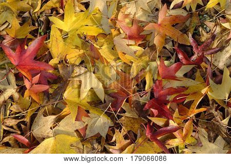 Milan (Lombardy Italy): the colors of the autumn