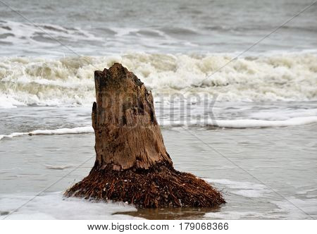 broken short tree trunk in wet beach sand in front of crashing waves