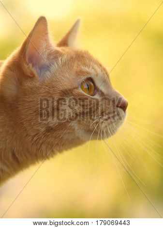 Close-up portrait of a beautiful red-haired cat