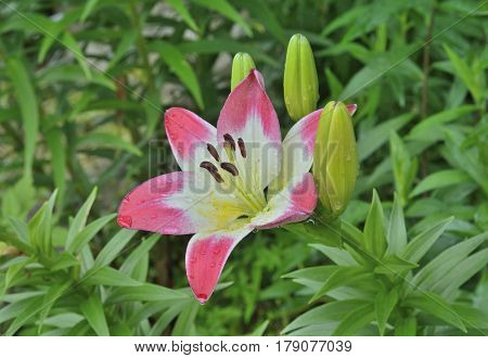 A close up of the flower red and white lily with raindrops on petals.
