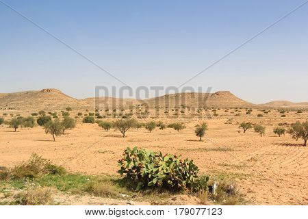 Beautiful asian savannah background with sparse vegetation