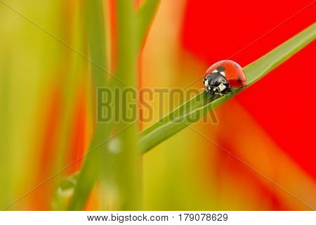 Ladybird (Coccinella septempunctata) seven-spot beetle walking on the a blade of grass as background