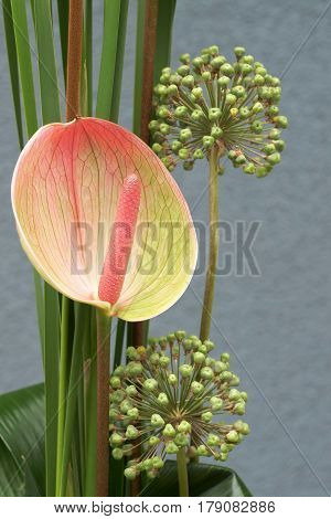 Composition flower Anthurium (Anthurium Schott) and Garlic (Allium)