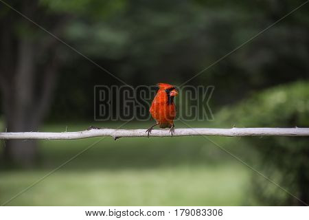 Cardinal On A Branch