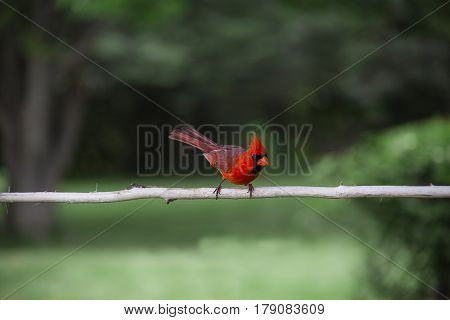 Common Red Cardinal