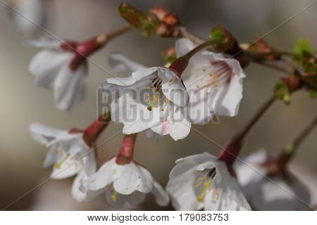 Ornamental cherry tree, Prunus incisa, Kojou-no-mai, flowers of springtime