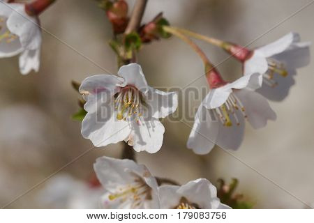 Ornamental cherry tree, Prunus incisa, Kojou-no-mai, flowers of springtime