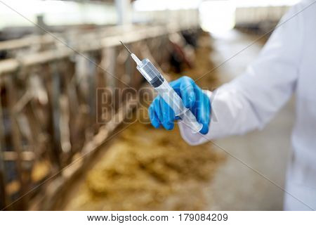 agriculture industry, farming, medicine, animal vaccination and people concept - veterinarian or doctor hand with vaccine in syringe at cowshed on dairy farm