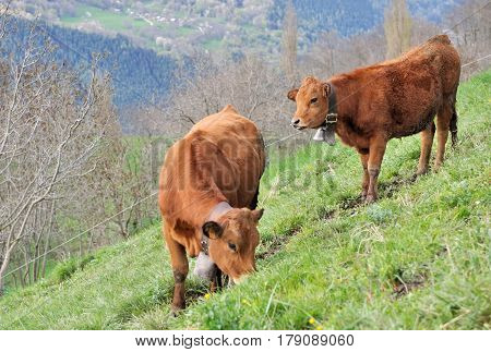 cows of tarine breed in savoyard pasture