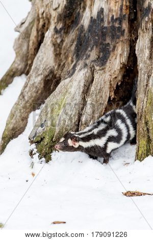 A spotted skunk hunts for prey in a snowy forest habitat.  